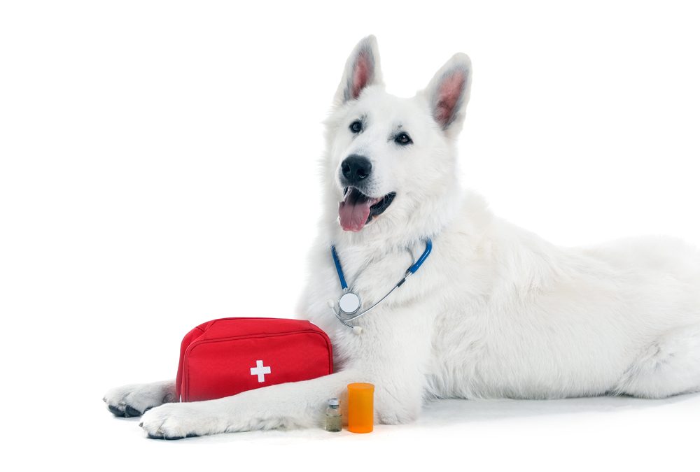 Emergency Relief Veterinarians