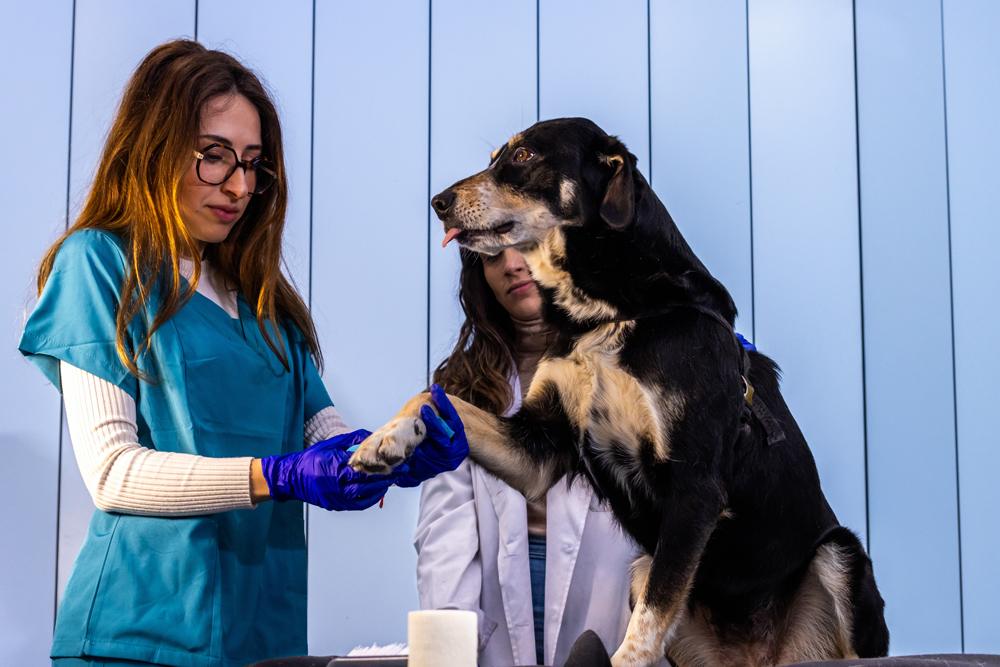 Hiring Relief Veterinarians