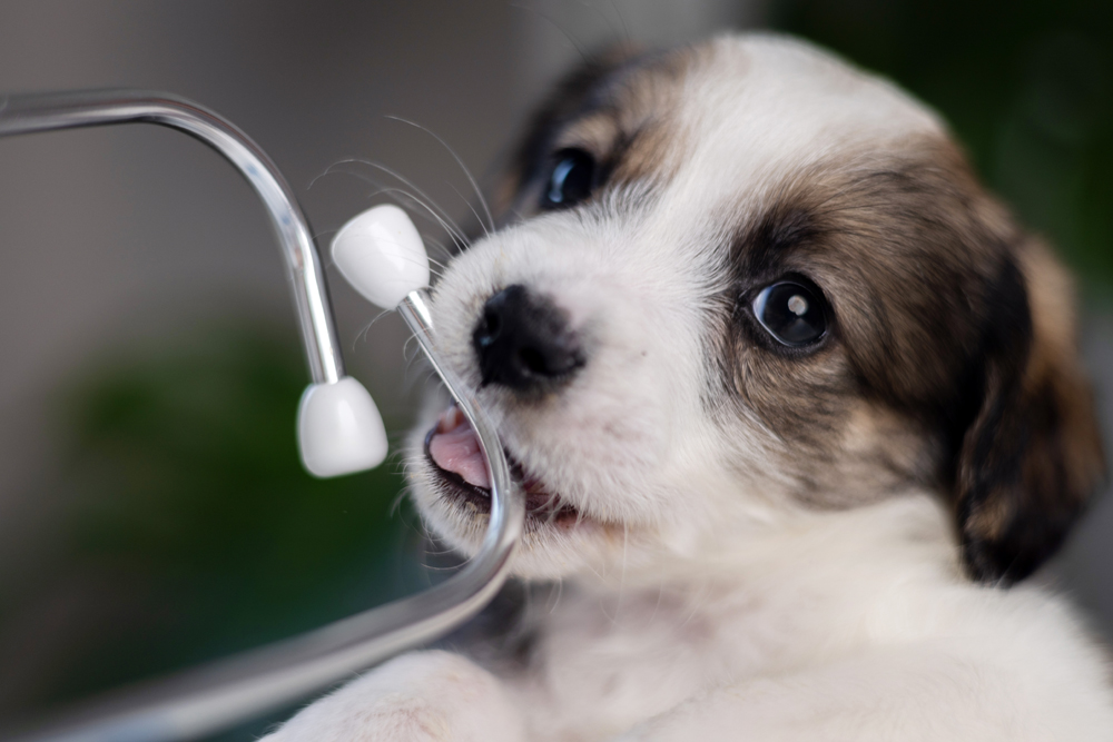 Holiday Veterinary Relief Services