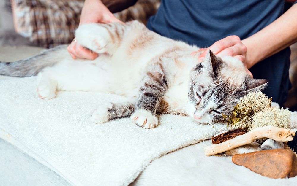 How to Start as a Relief Veterinarian
