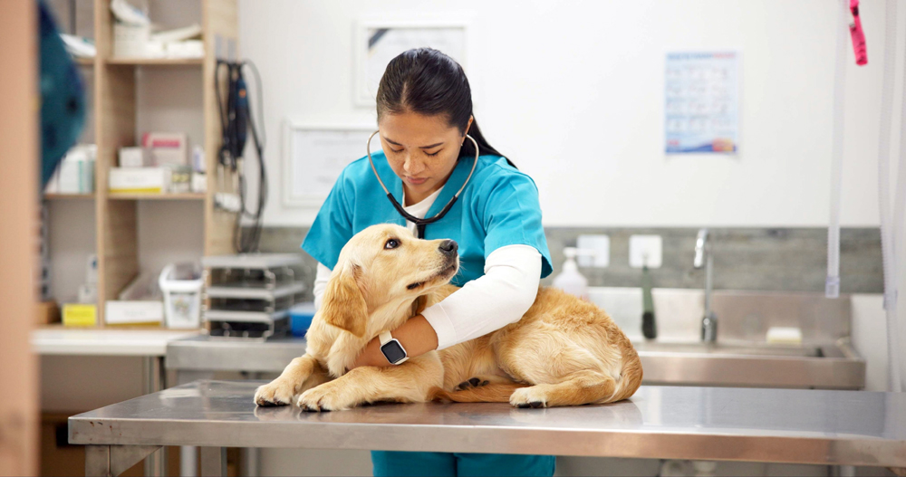 Jobs for Veterinary Relief Workers