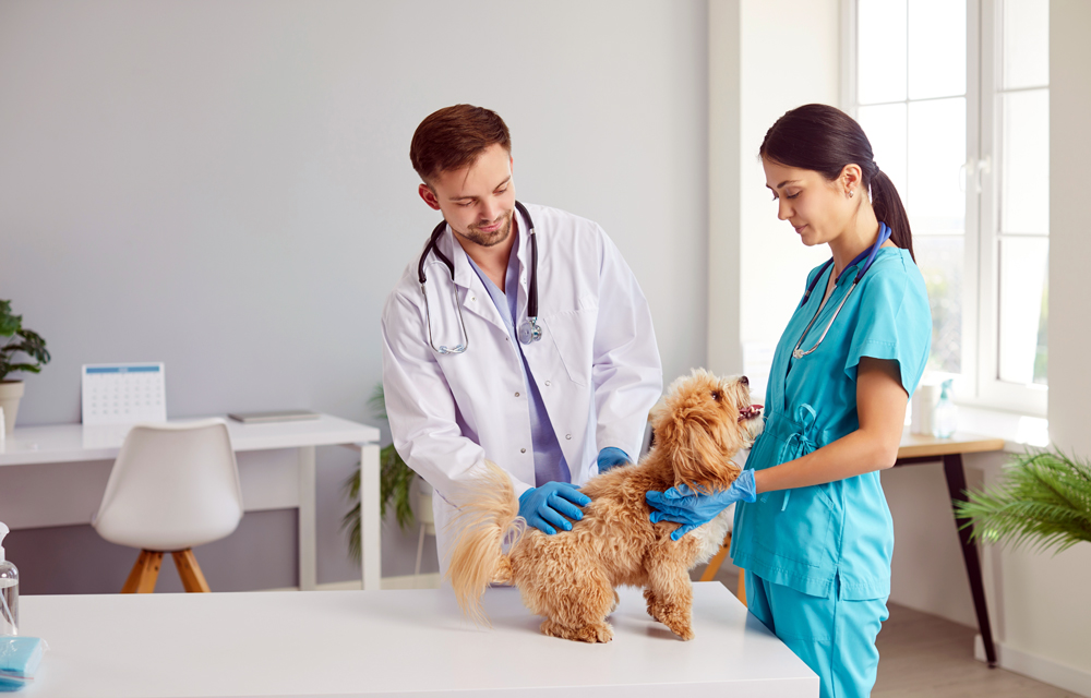 Relief Veterinarian Career Path