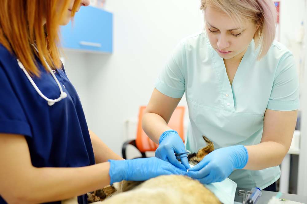 Relief Veterinarian Coverage