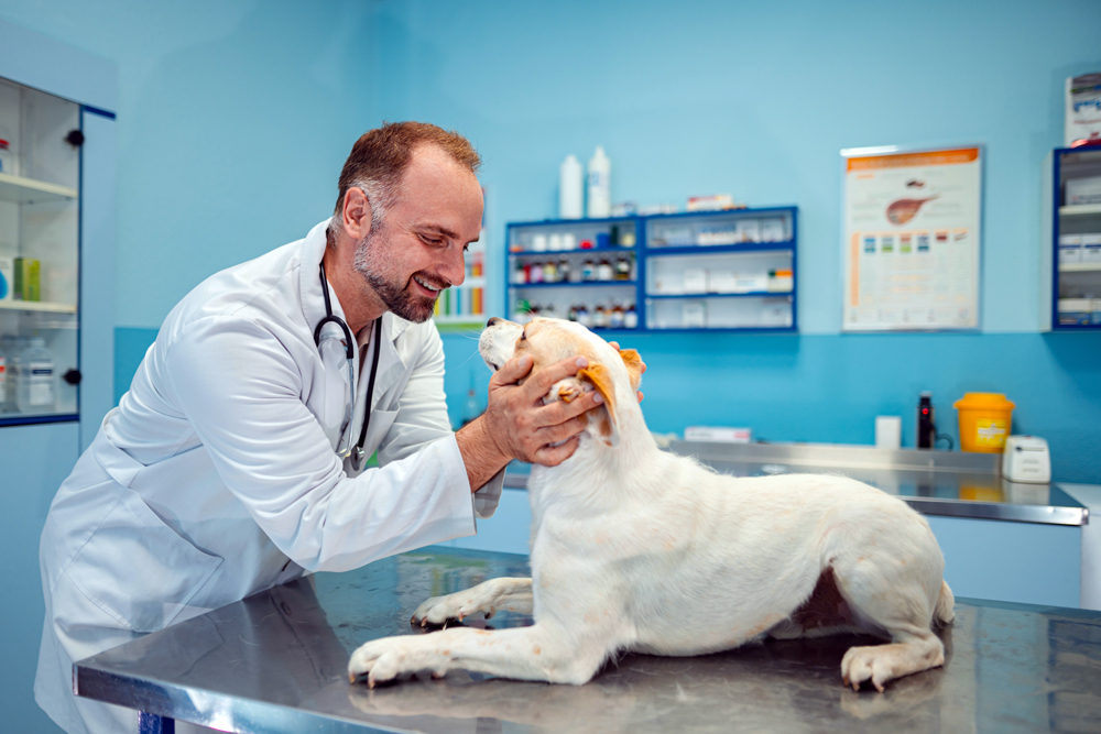 Relief Veterinarian Demand