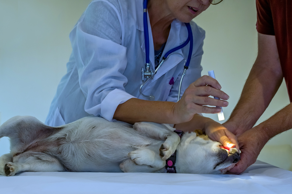 Relief Veterinarian Productivity