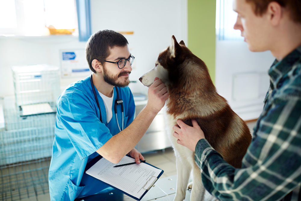 Relief Veterinarian Recruitment