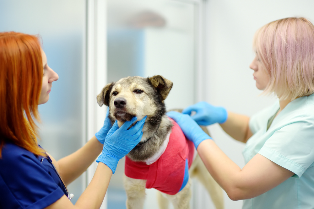 Relief Veterinarian Retention