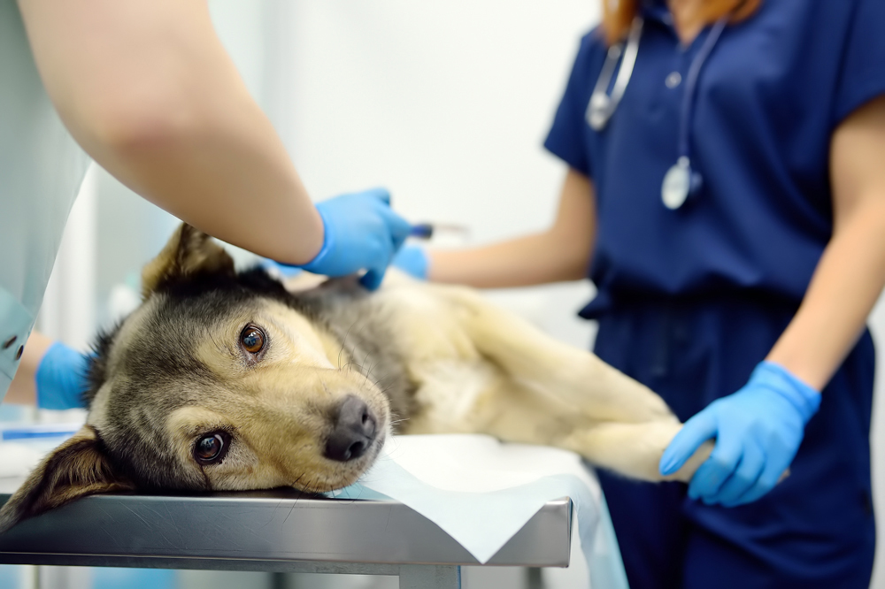 Relief Veterinarian Staffing