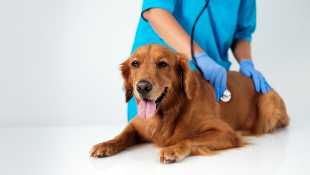 Relief Veterinary Emergency Staffing
