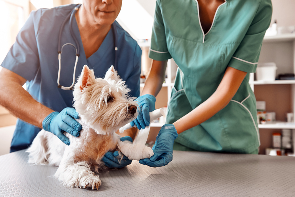 Relief Veterinary Headhunters