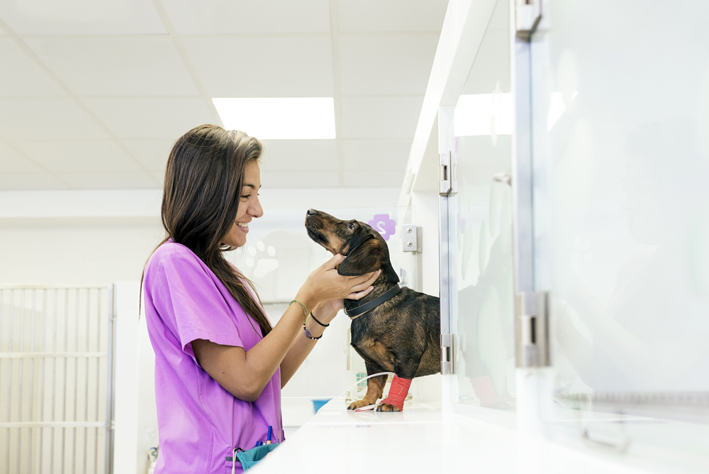 Relief Veterinary Hiring