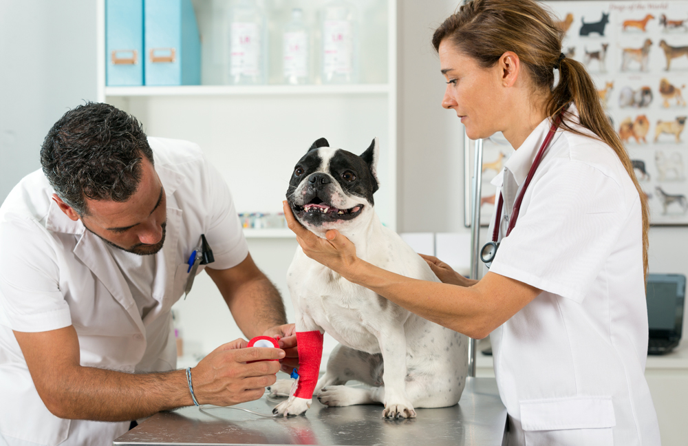 Relief Veterinary Recruiter