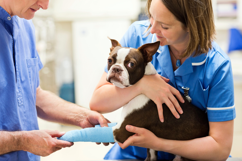 Relief Veterinary Recruiters