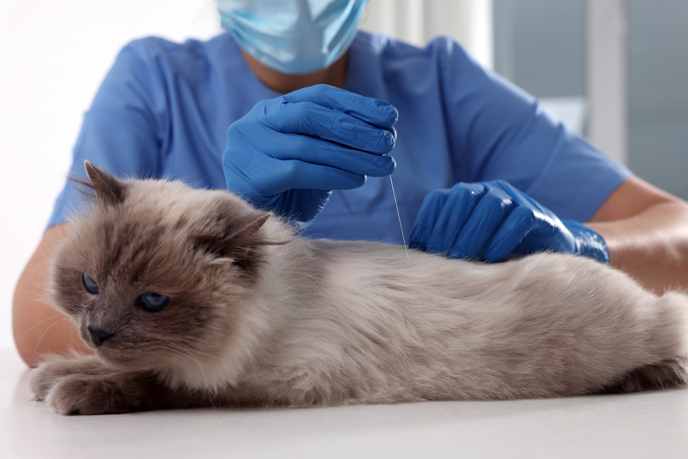 Relief Veterinary Talent