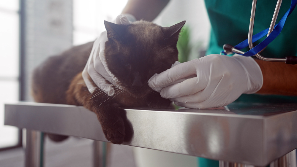 Relief Veterinary Workers
