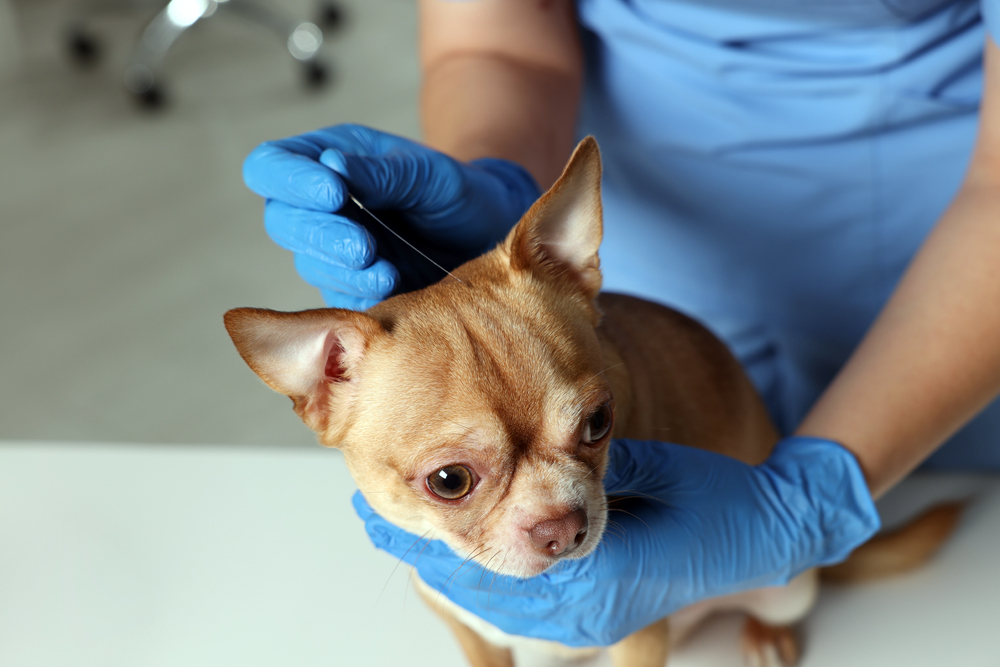 Relief Veterinary Workforce Planning