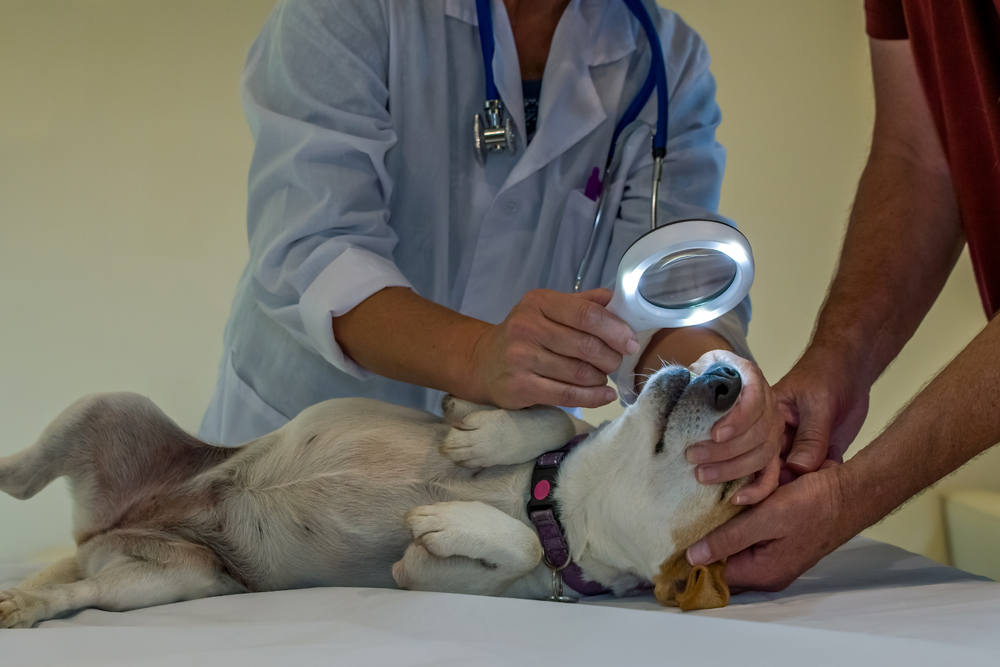 Specialized Relief Veterinarians