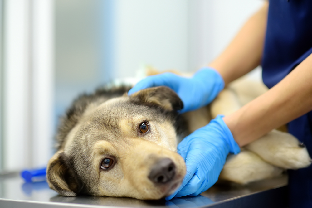 Temporary Veterinary Work