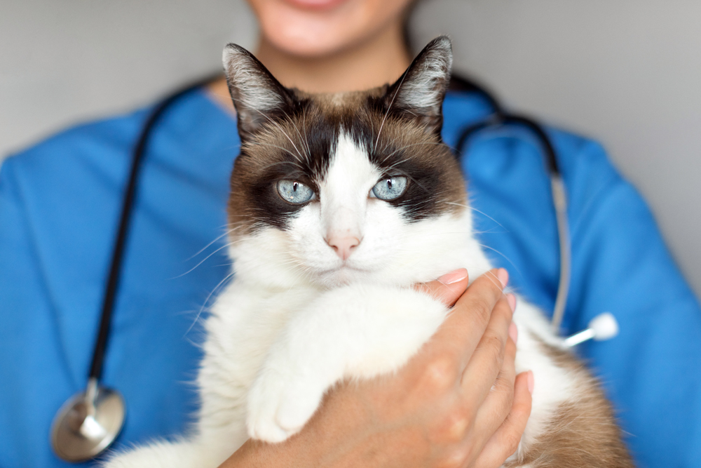 Veterinarian Relief Services