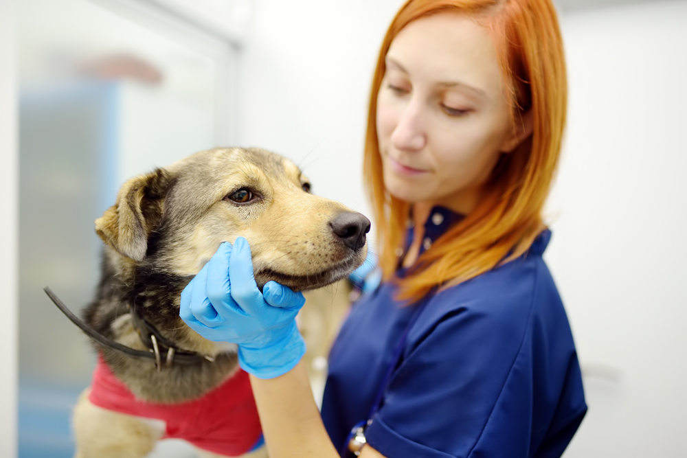 Veterinary Relief Flexibility