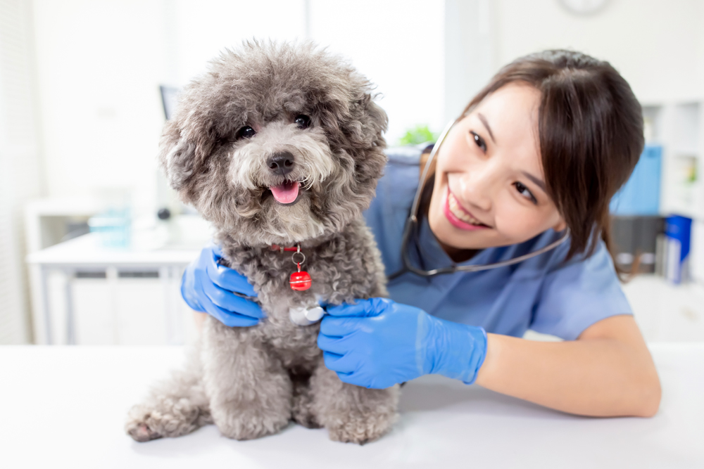 Veterinary Staffing Shortages