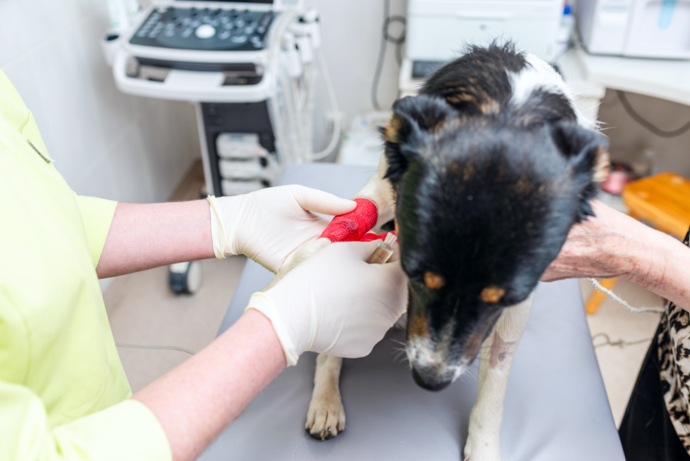 Weekend-Relief-Veterinarians